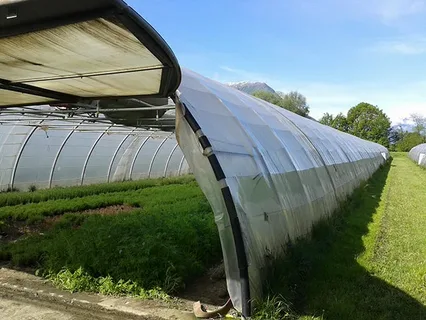 تصویر 2 از راهنمای خرید پلاستیک گلخانه ای + قیمت عالی